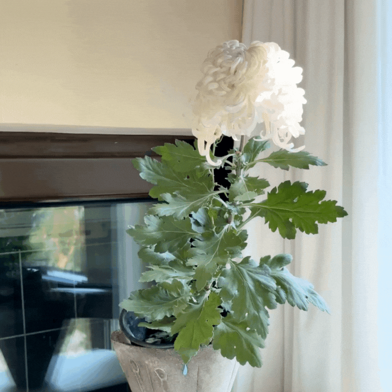 Large-flowered Chrysanthemum