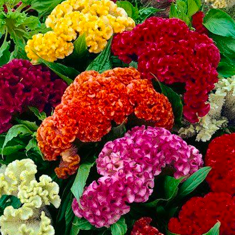 500 Pcs Cockscomb Celosia Seeds