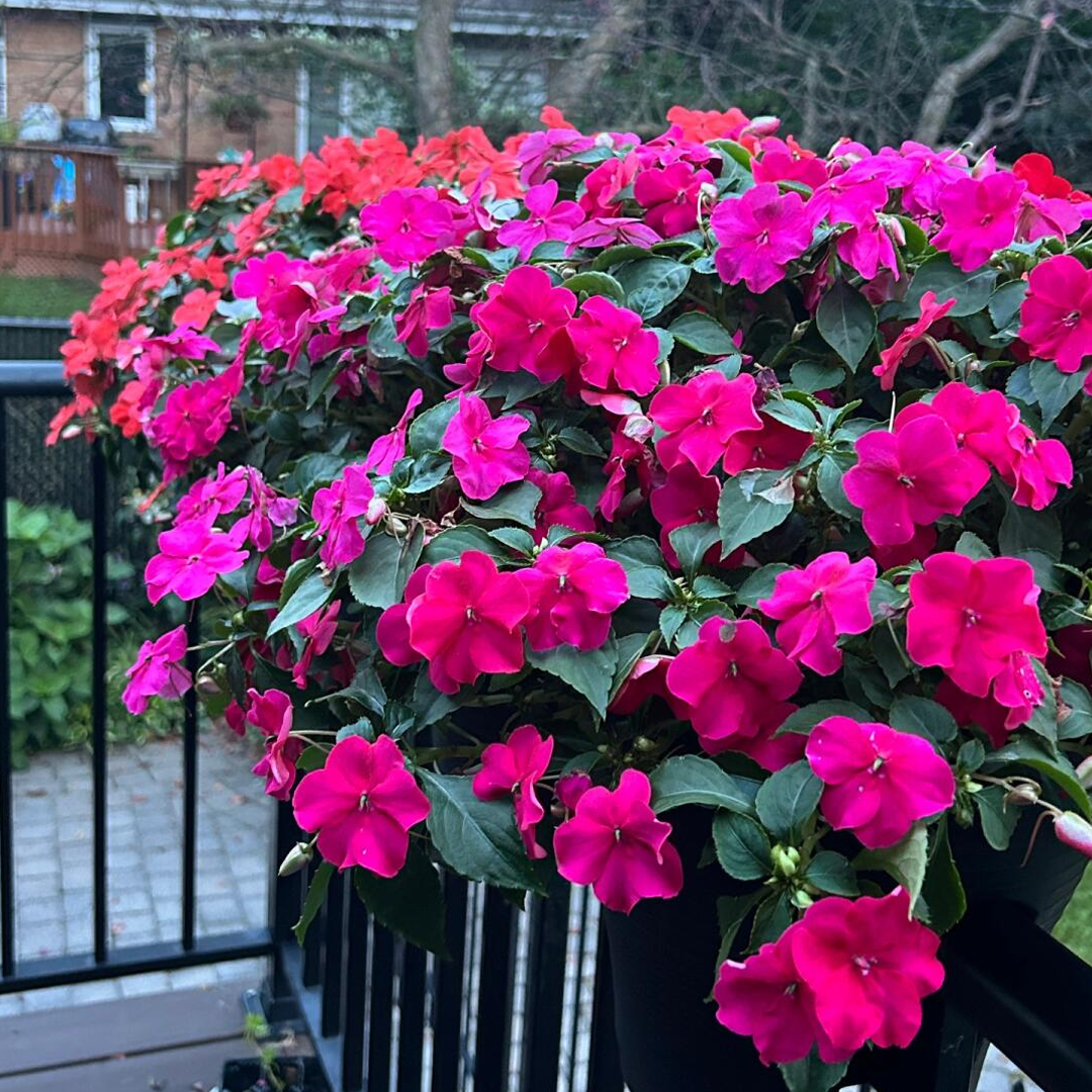 Best Flower For Shade: Mixed Impatiens Balsamina Seeds