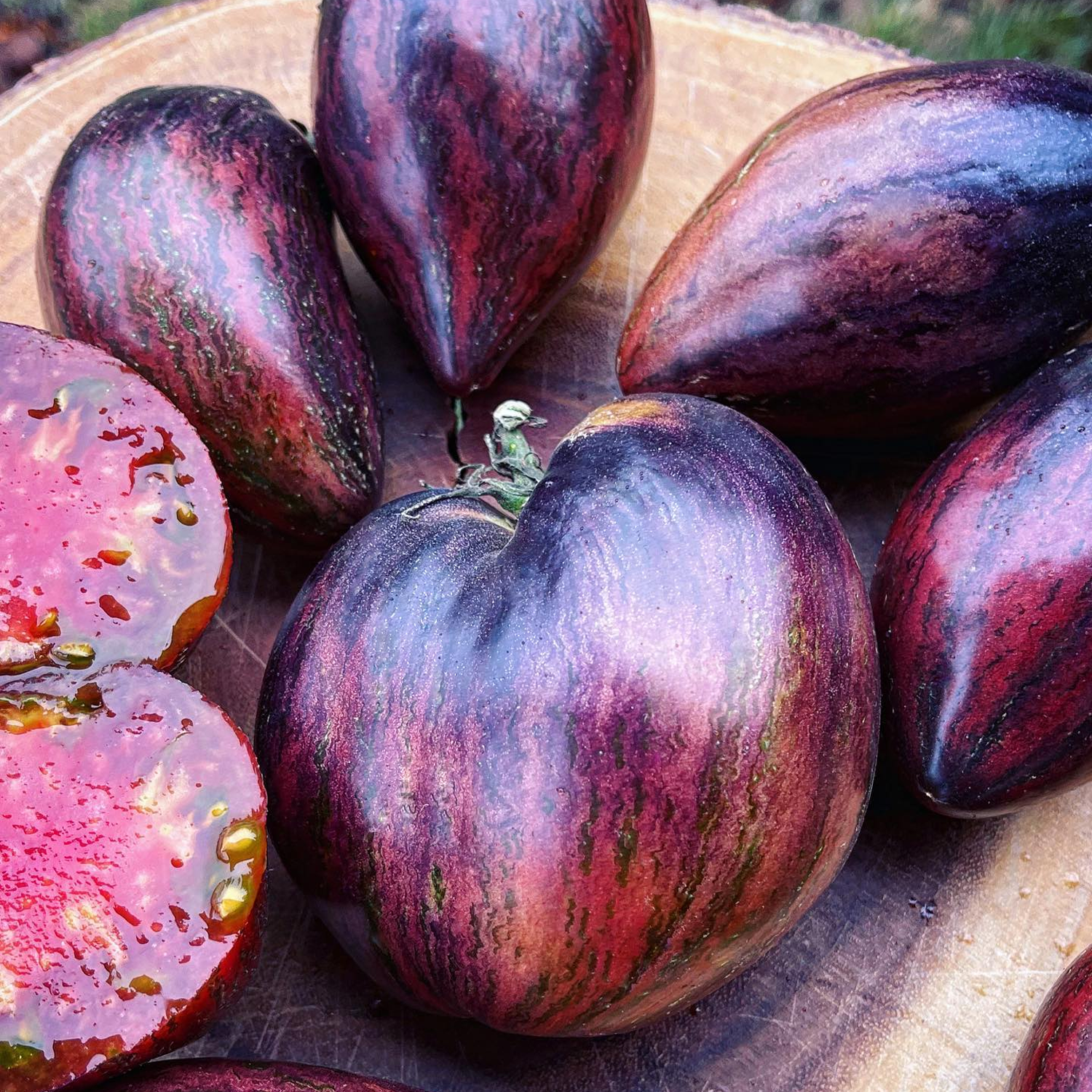 Heirloom Tomato Seeds - Rebel Starfighter Prime