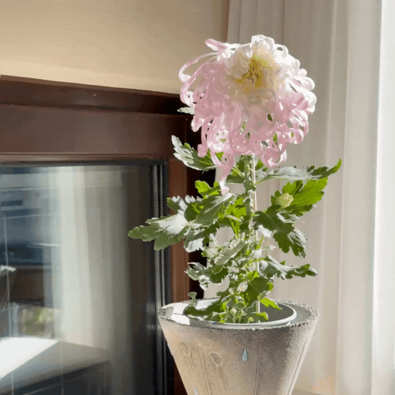 Large-flowered Chrysanthemum