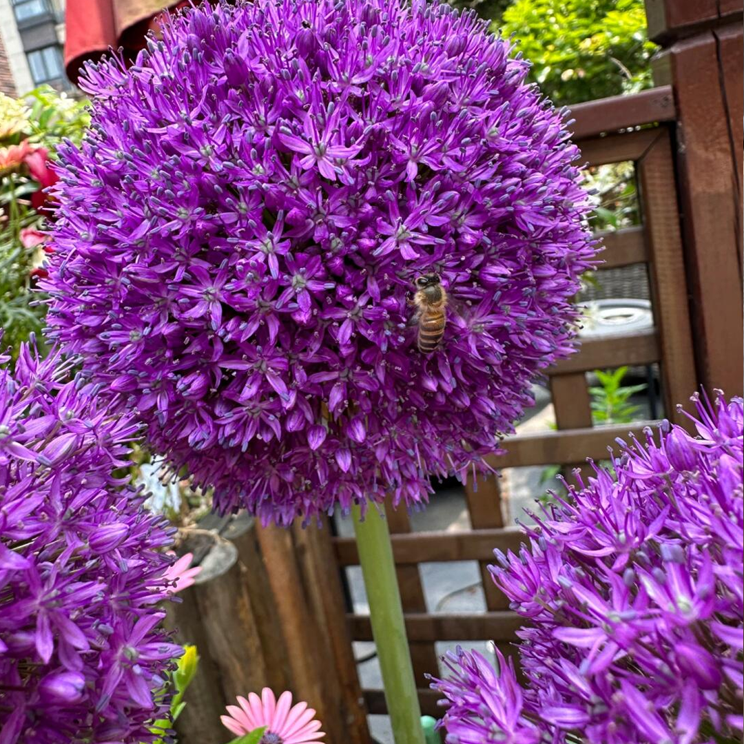 Allium Giganteum Bulbs