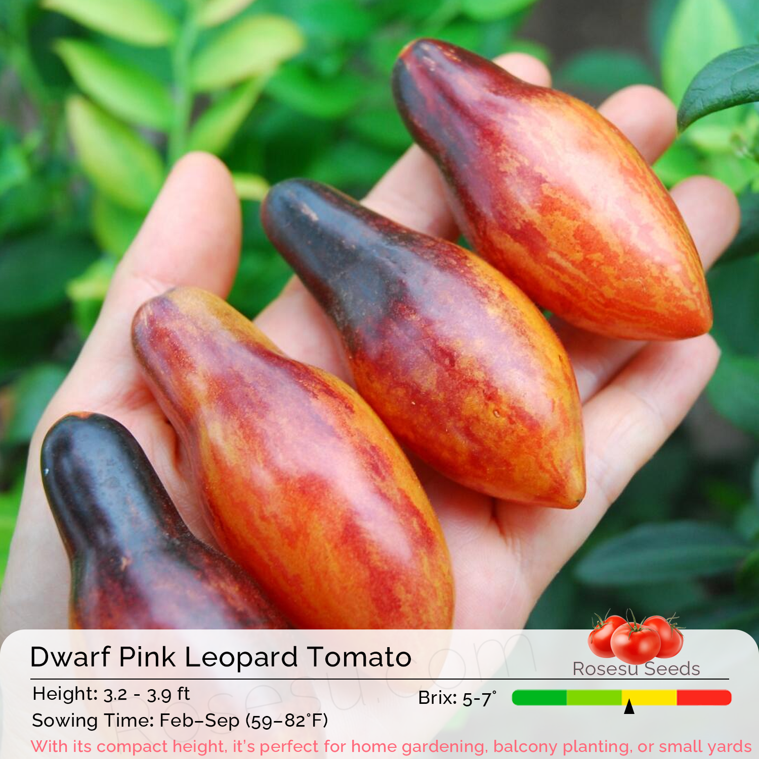 Dwarf Tomato Seeds - Dwarf Pink Leopard Tomato