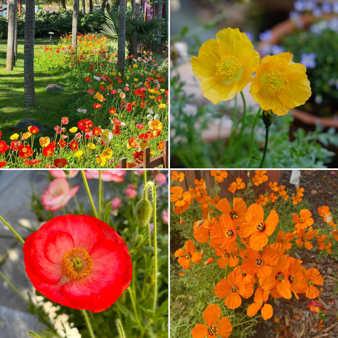 California Poppy Seeds - Mixed Colors