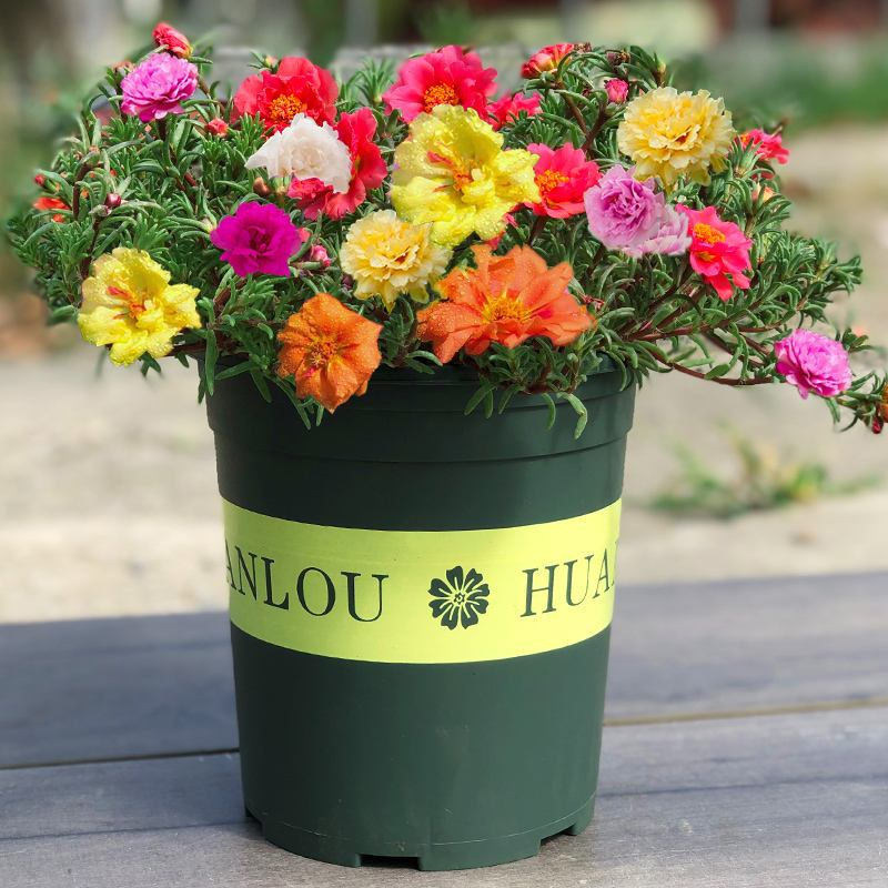 Double Flowered Moss Rose/Portulaca Seeds