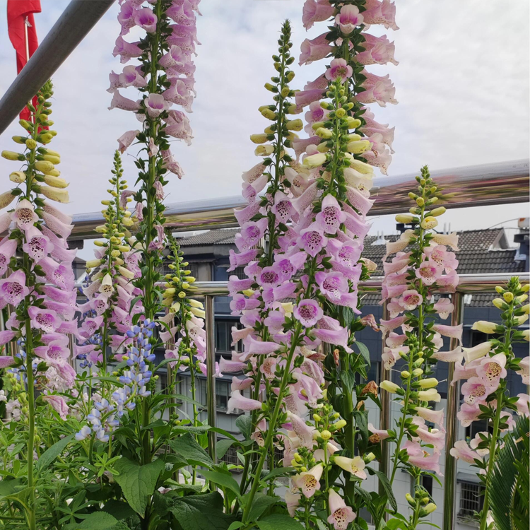 Mixed Foxglove Seeds