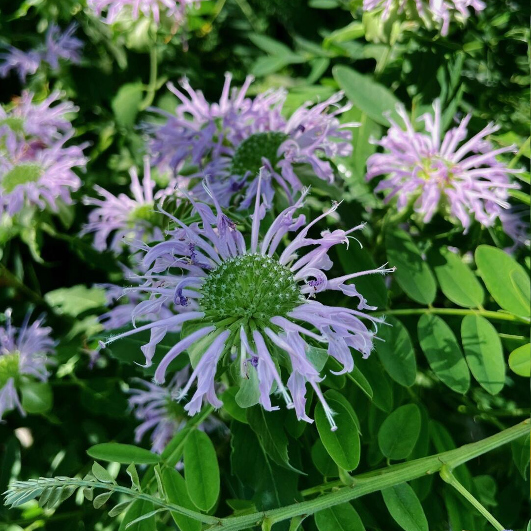 Bee Balm Seeds