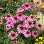 Purple Coneflower Seeds