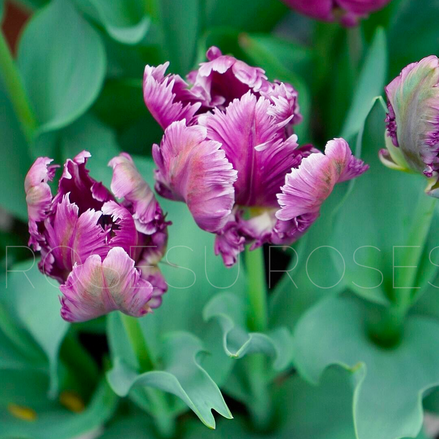 Tulip Bulbs - Parrot Purple/Pink/Green