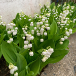 Lily of the Valley Roots