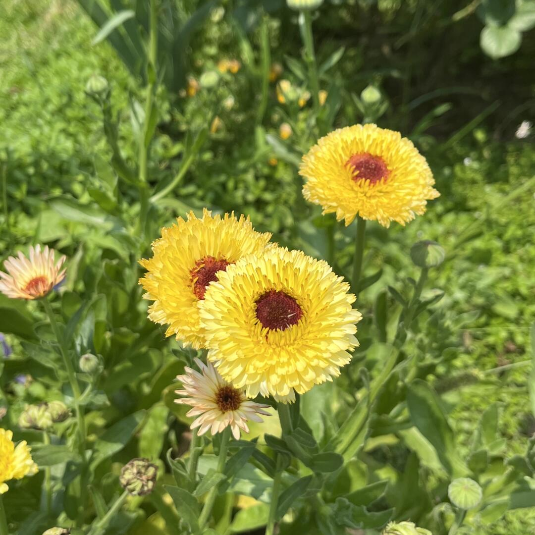 Calendula Seeds