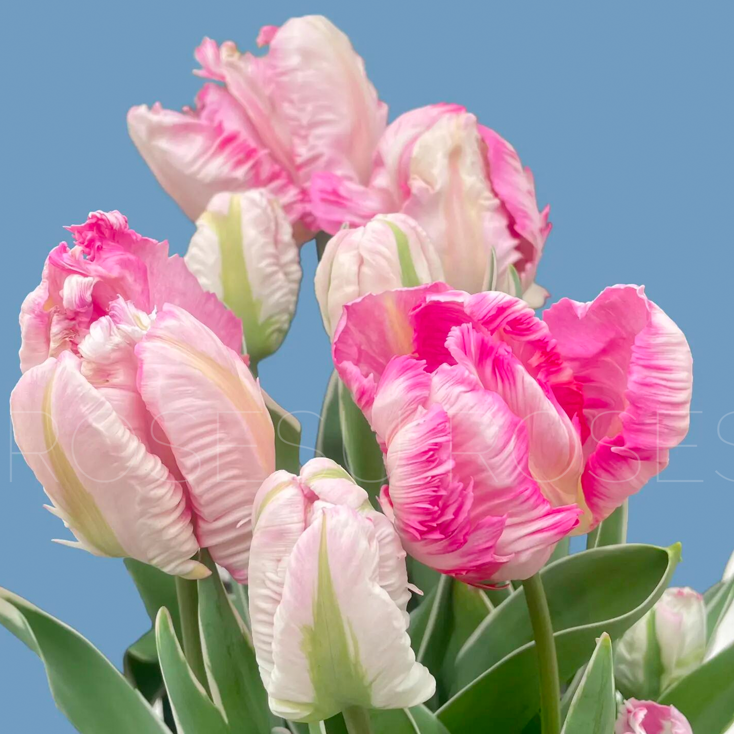 Tulip Bulbs - Parrot Purple/Pink/Green