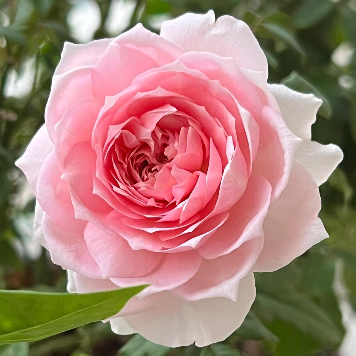 RSU Self-Bred Roses Plant- Summer Drape