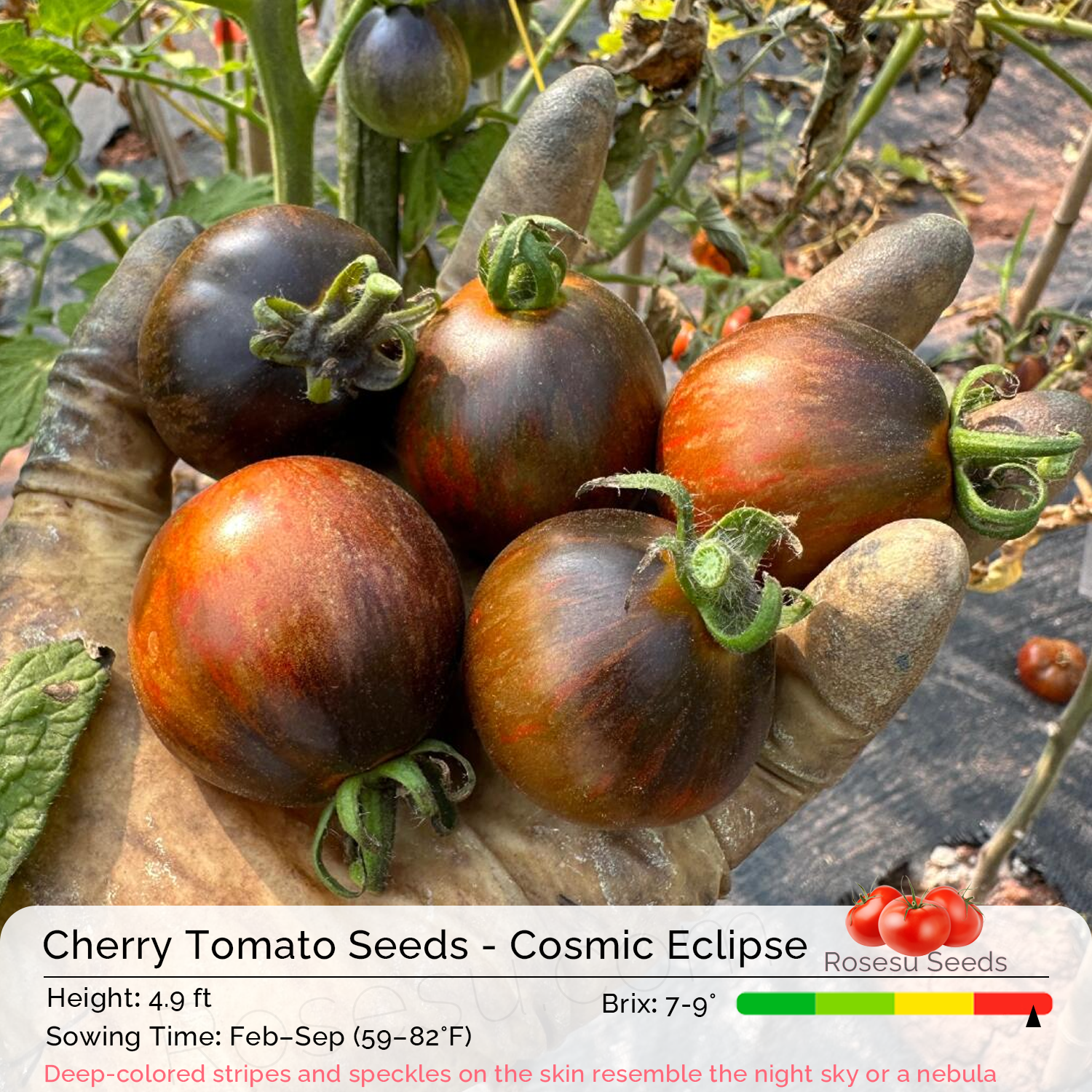 Cherry Tomato Seeds - Cosmic Eclipse