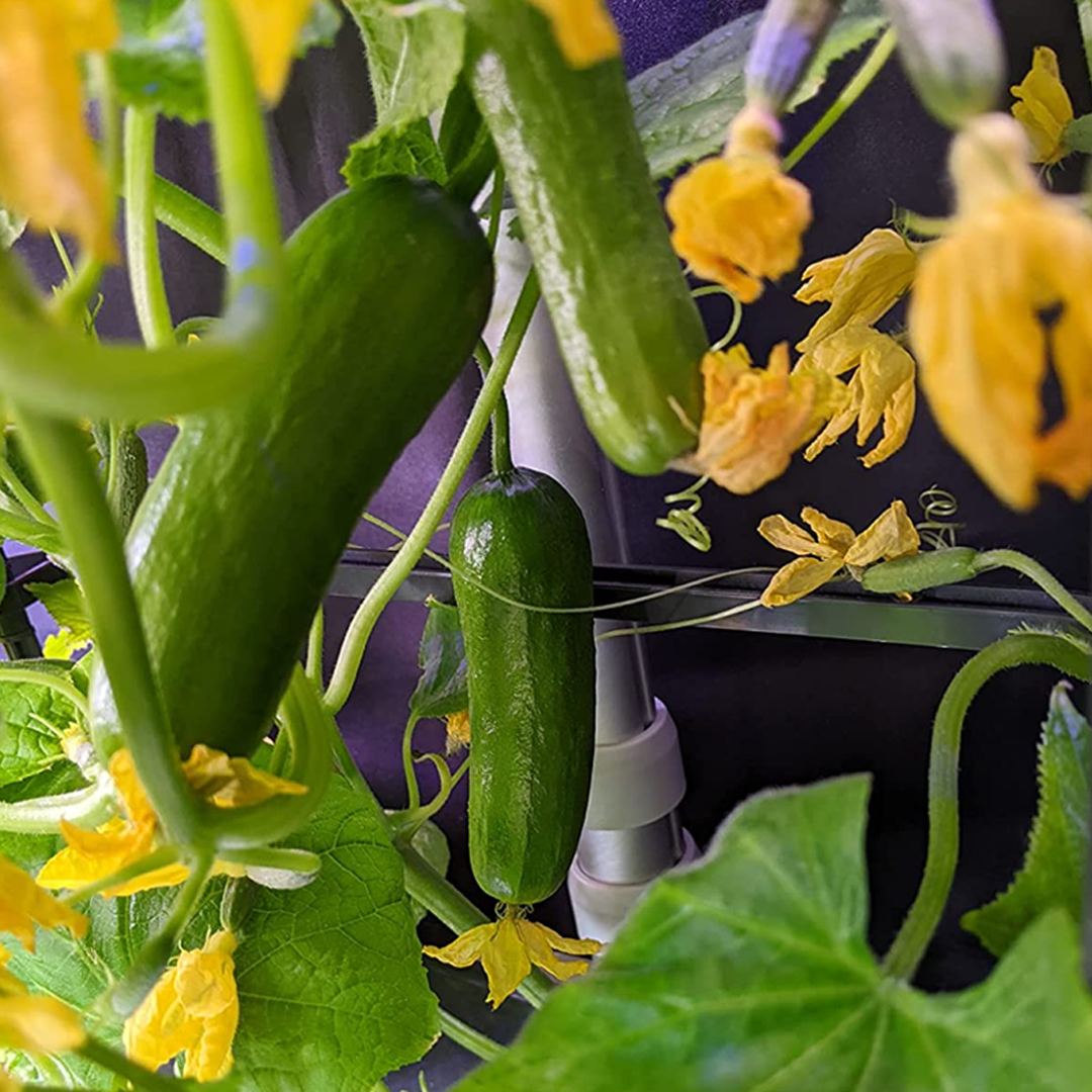 30Pcs Snack Cucumber Seeds