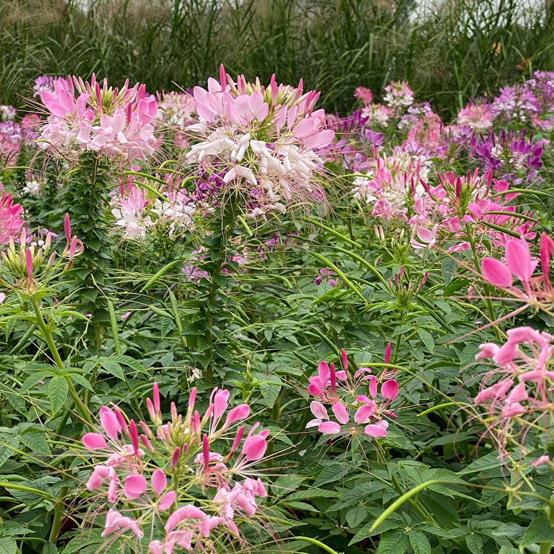 Cleome Seeds