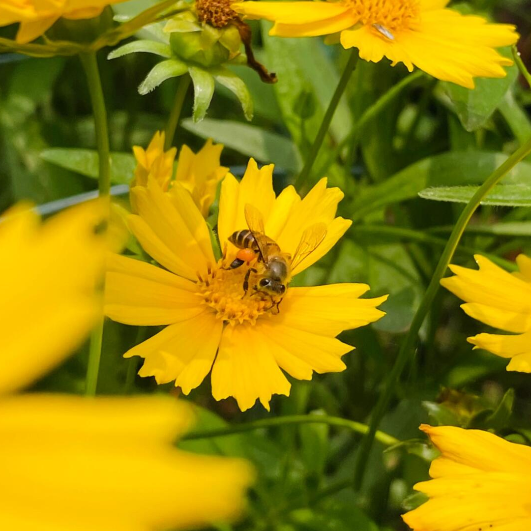 Lance-Leaf Coreopsis Seeds