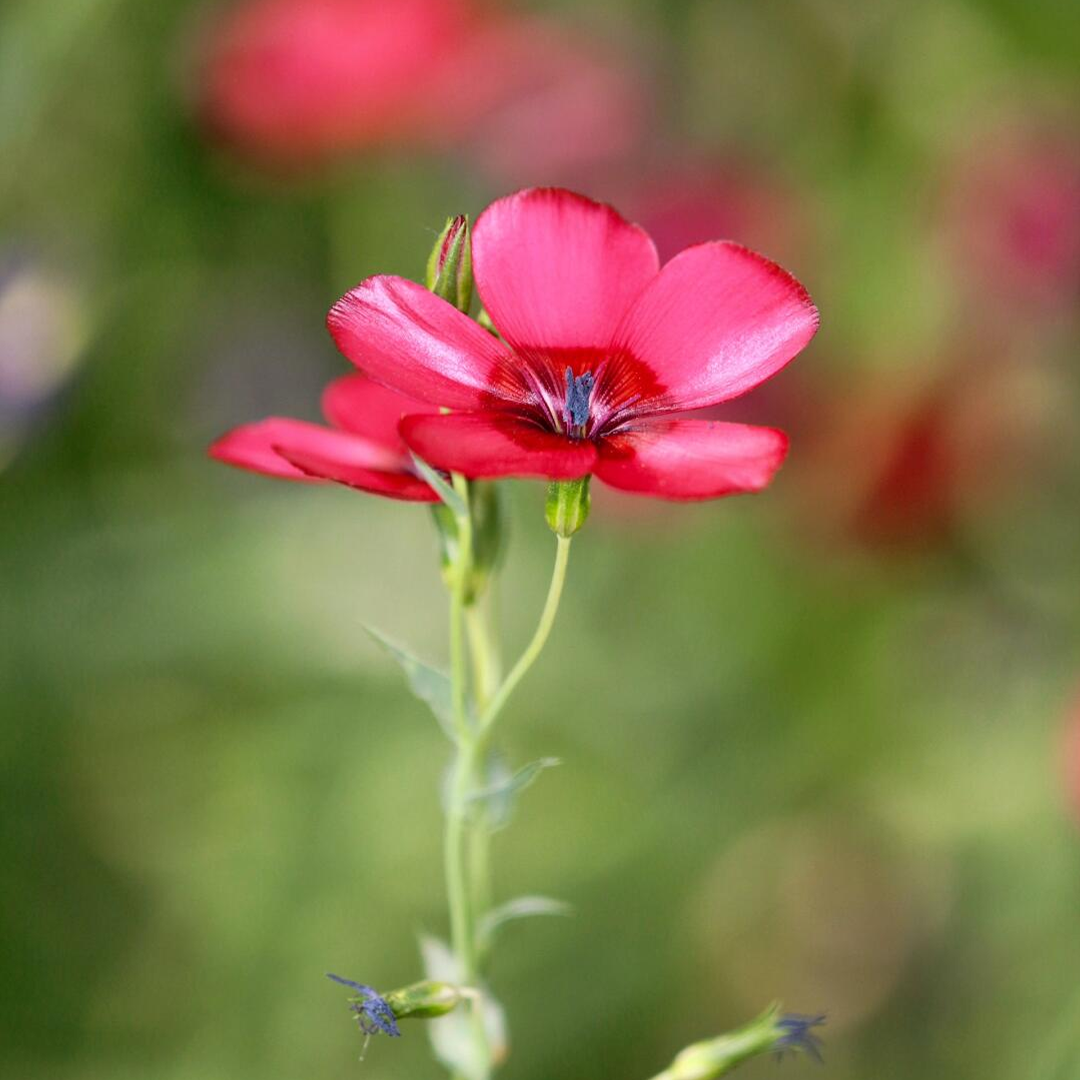 Scarlet Flax Seeds