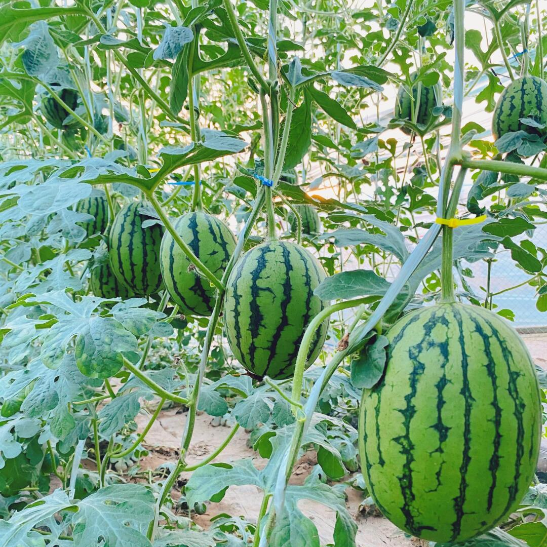 Watermelon Seeds - Seedless 8424