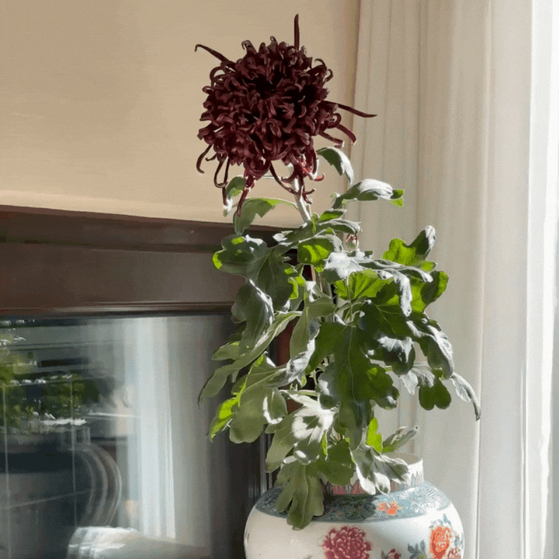 Large-flowered Chrysanthemum