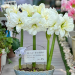 Amaryllis Bulbs - Afrey