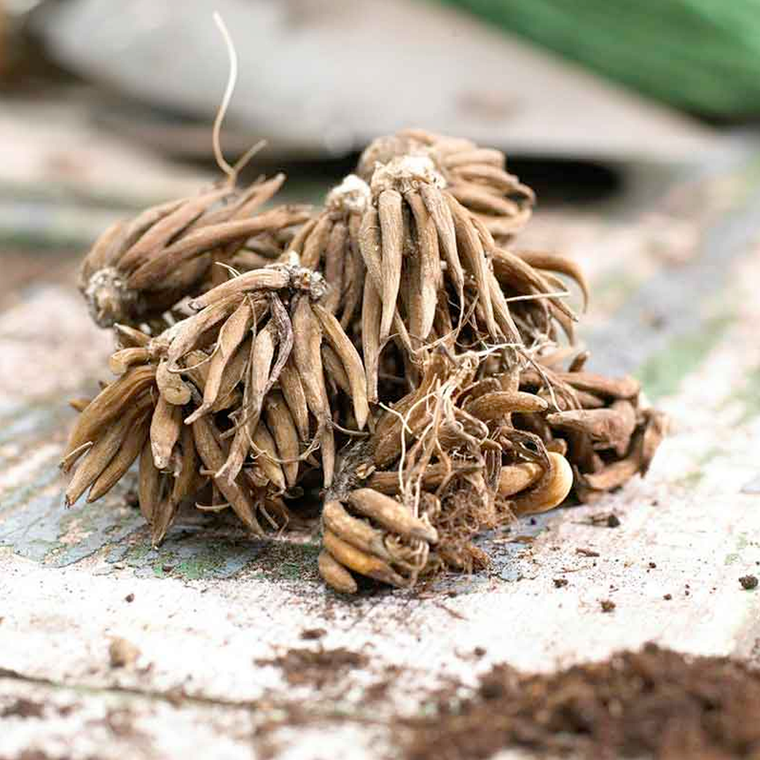 Ranunculus Bulbs