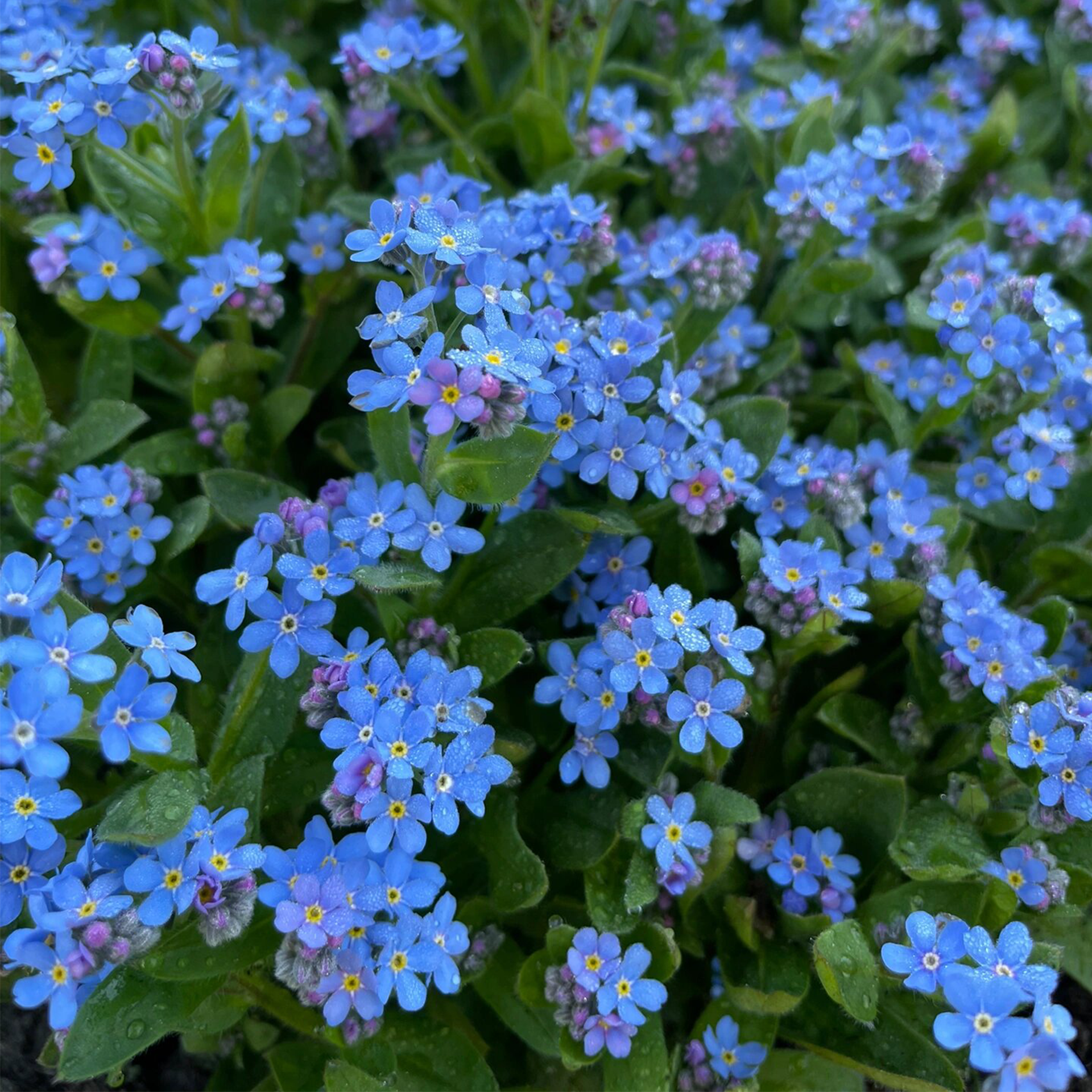 Forget Me Not Seeds - Blue