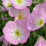 Showy Evening Primrose Seeds