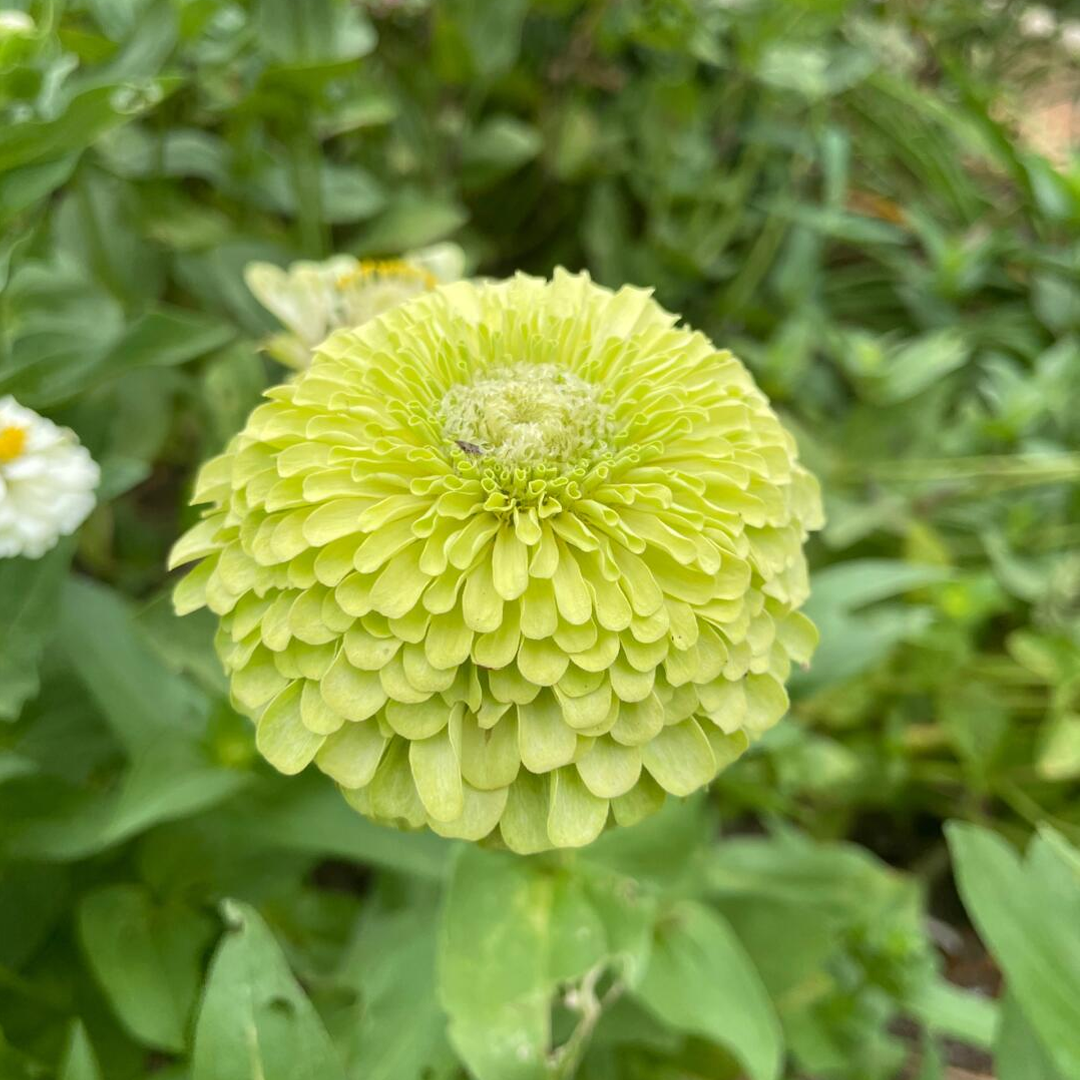 Zinnia Seeds - Envy