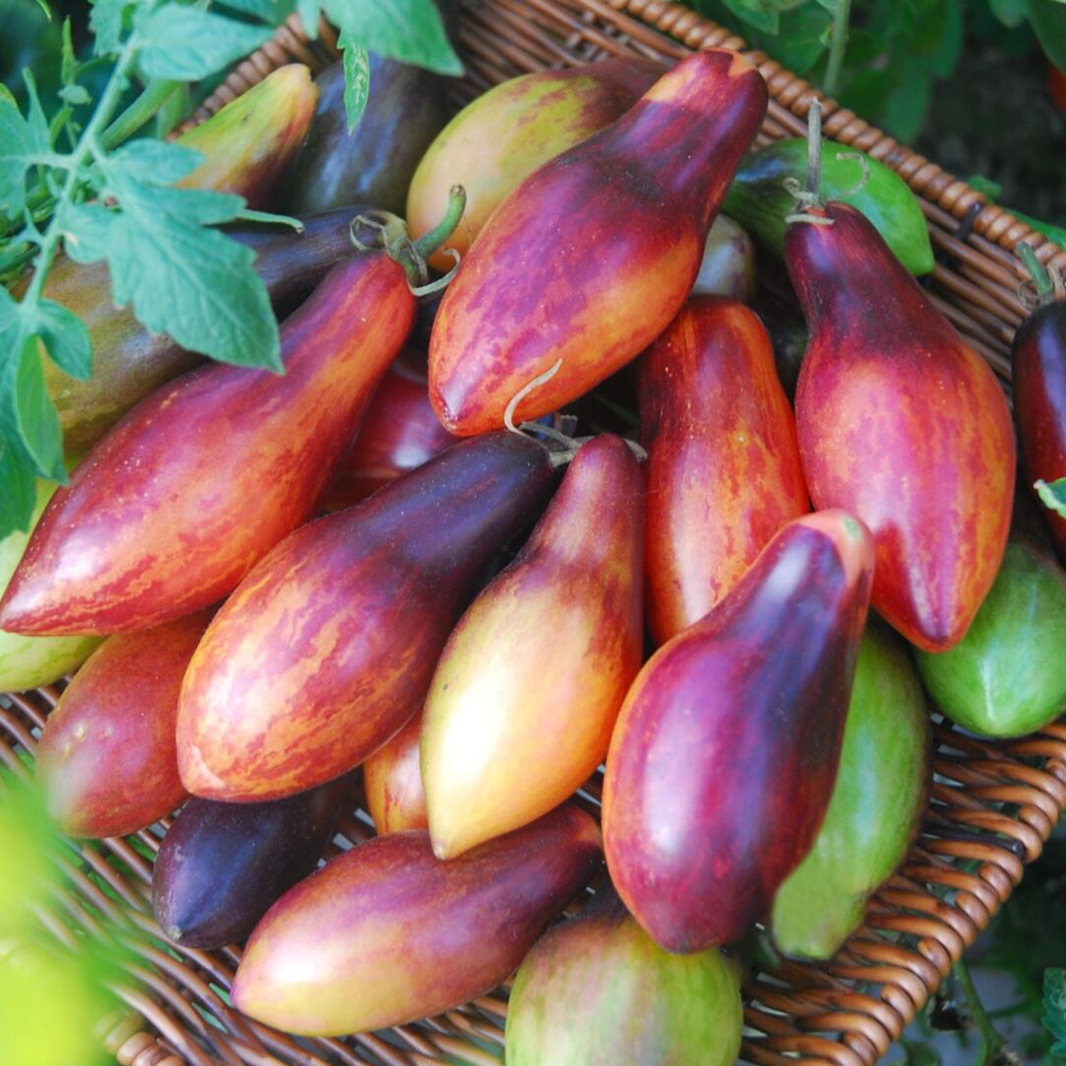 Dwarf Tomato Seeds - Dwarf Pink Leopard Tomato