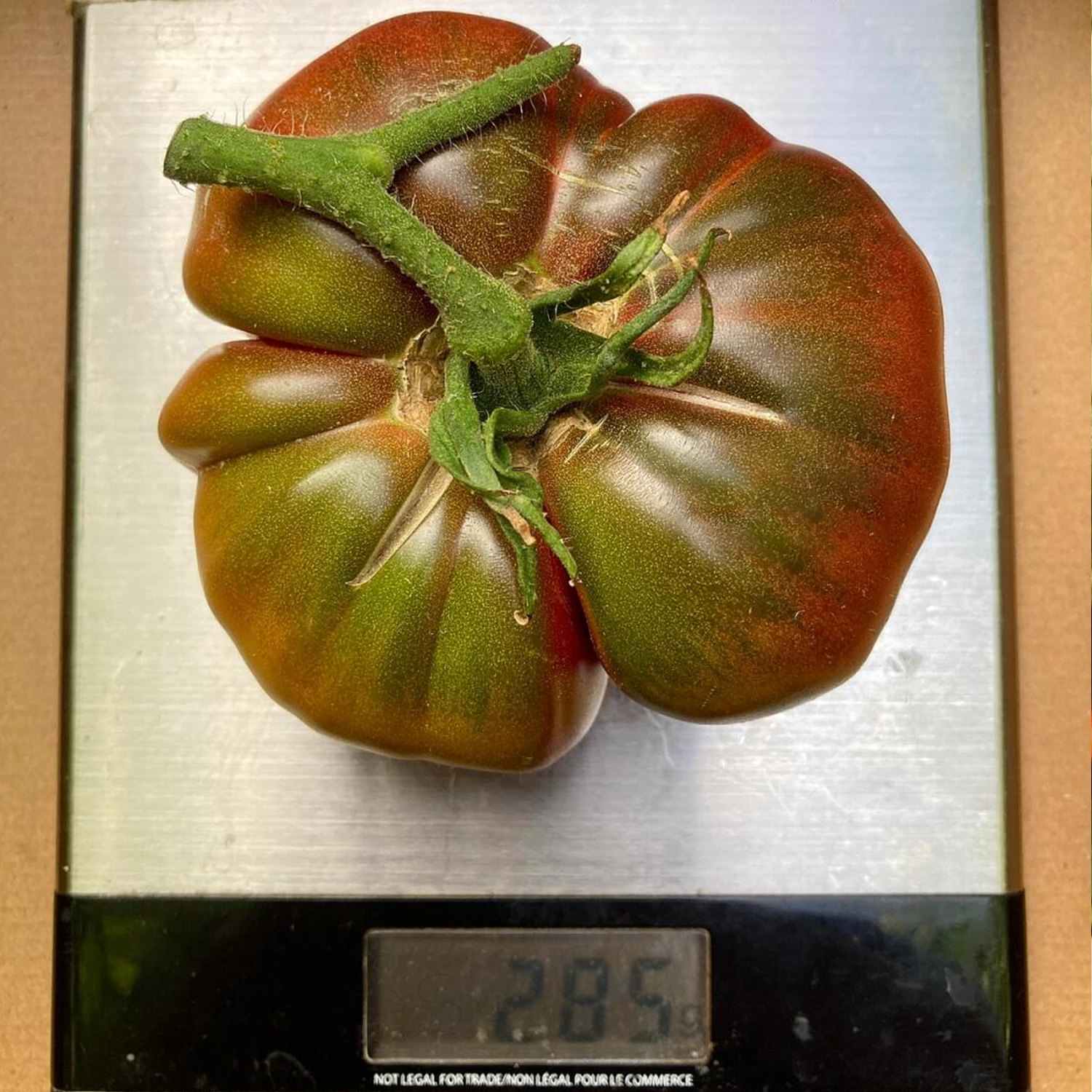 Large Tomato - Cherokee Purple