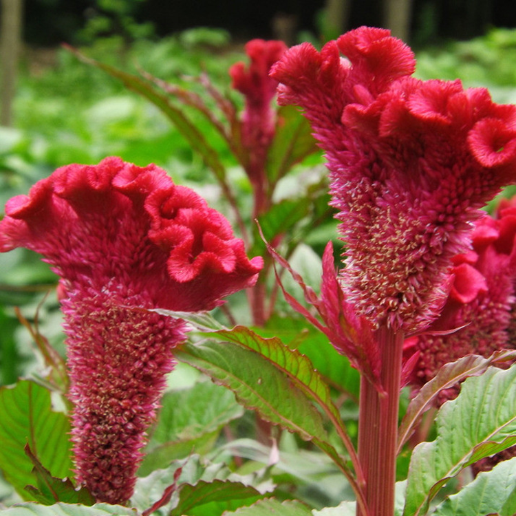 500 Pcs Cockscomb Celosia Seeds