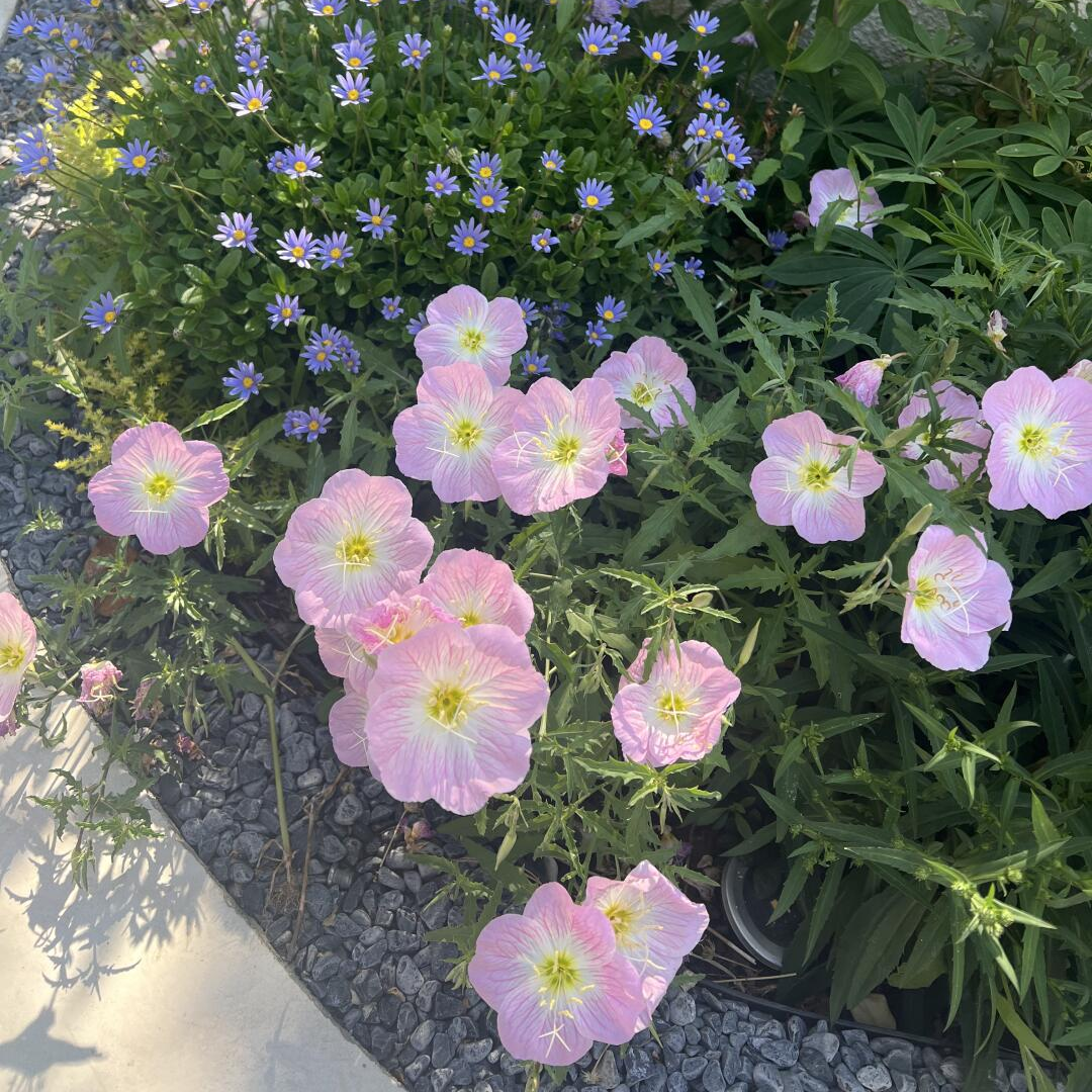 Showy Evening Primrose Seeds