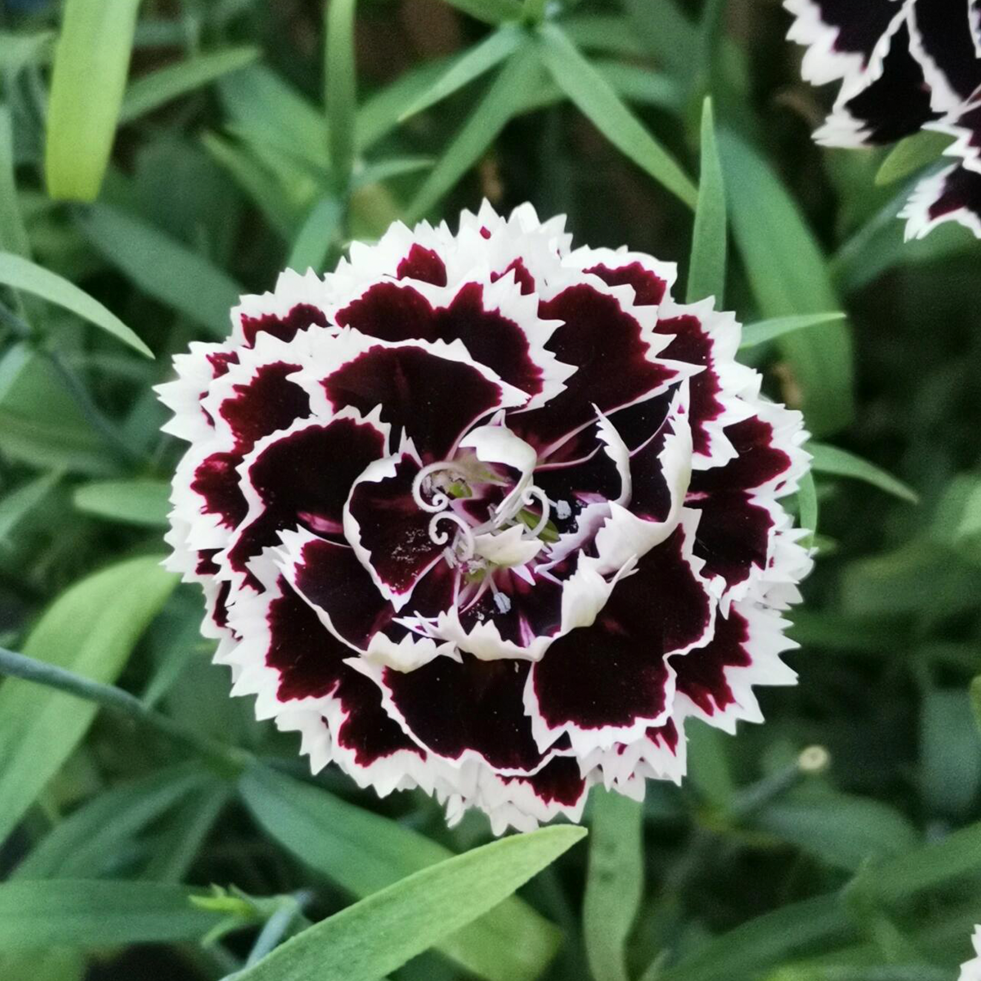 Carnation Seeds - Black & White Minstrels