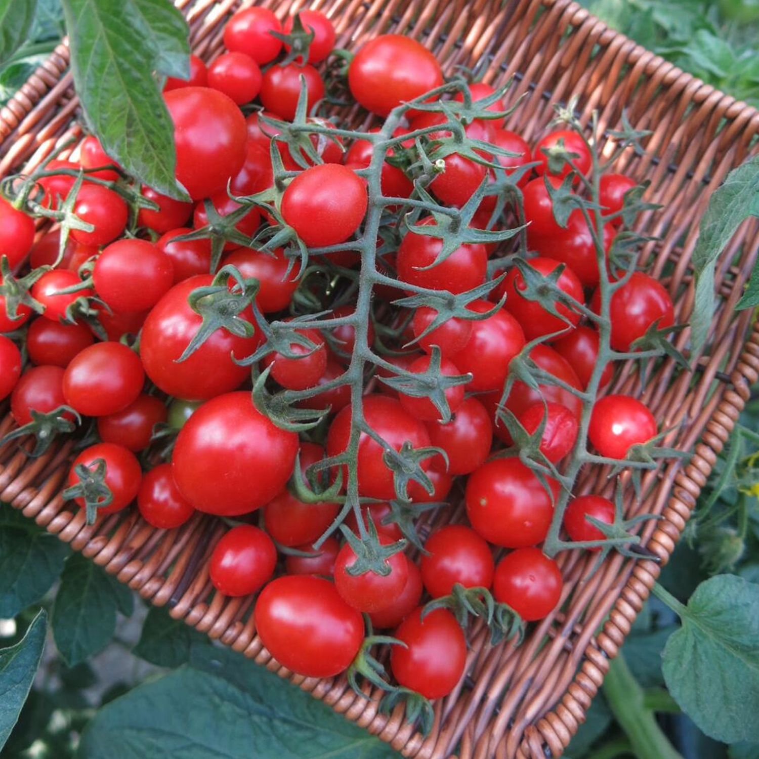 Cherry Tomato Seeds - Busan 88 F1