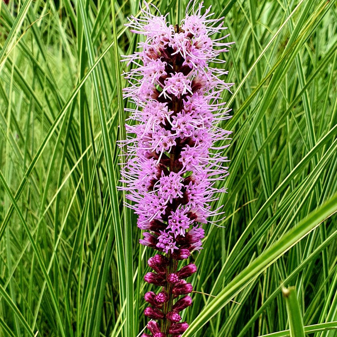 Gayfeather / Blazing Star Seeds