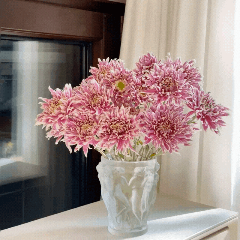 Large-flowered Chrysanthemum