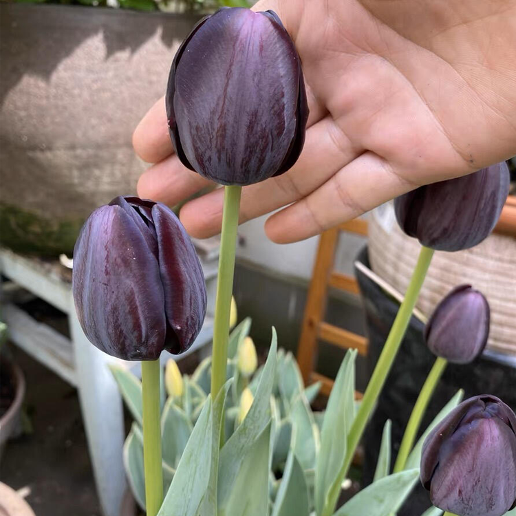 Tulip Bulbs - Infinite Black