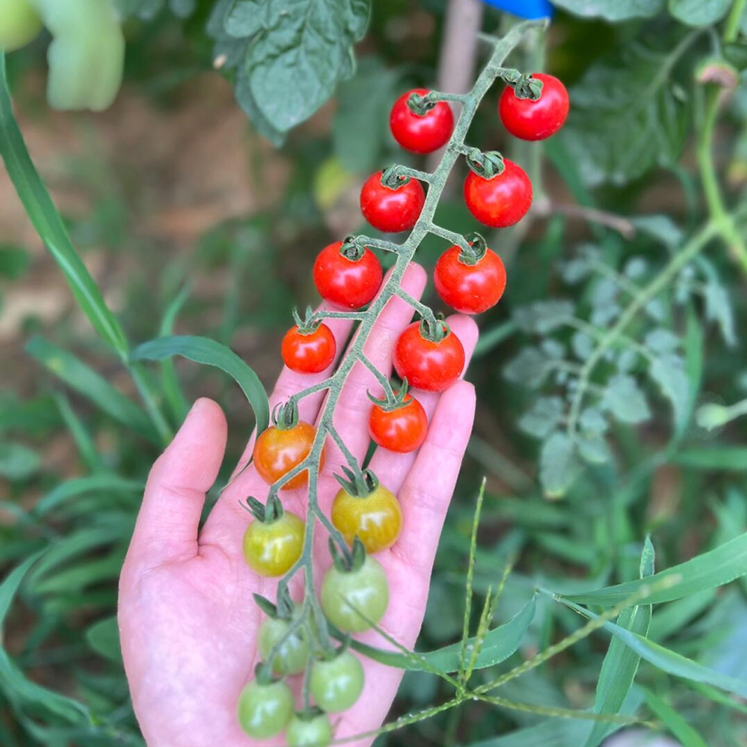 Cherry Tomato Seeds - Sweet Aperitif