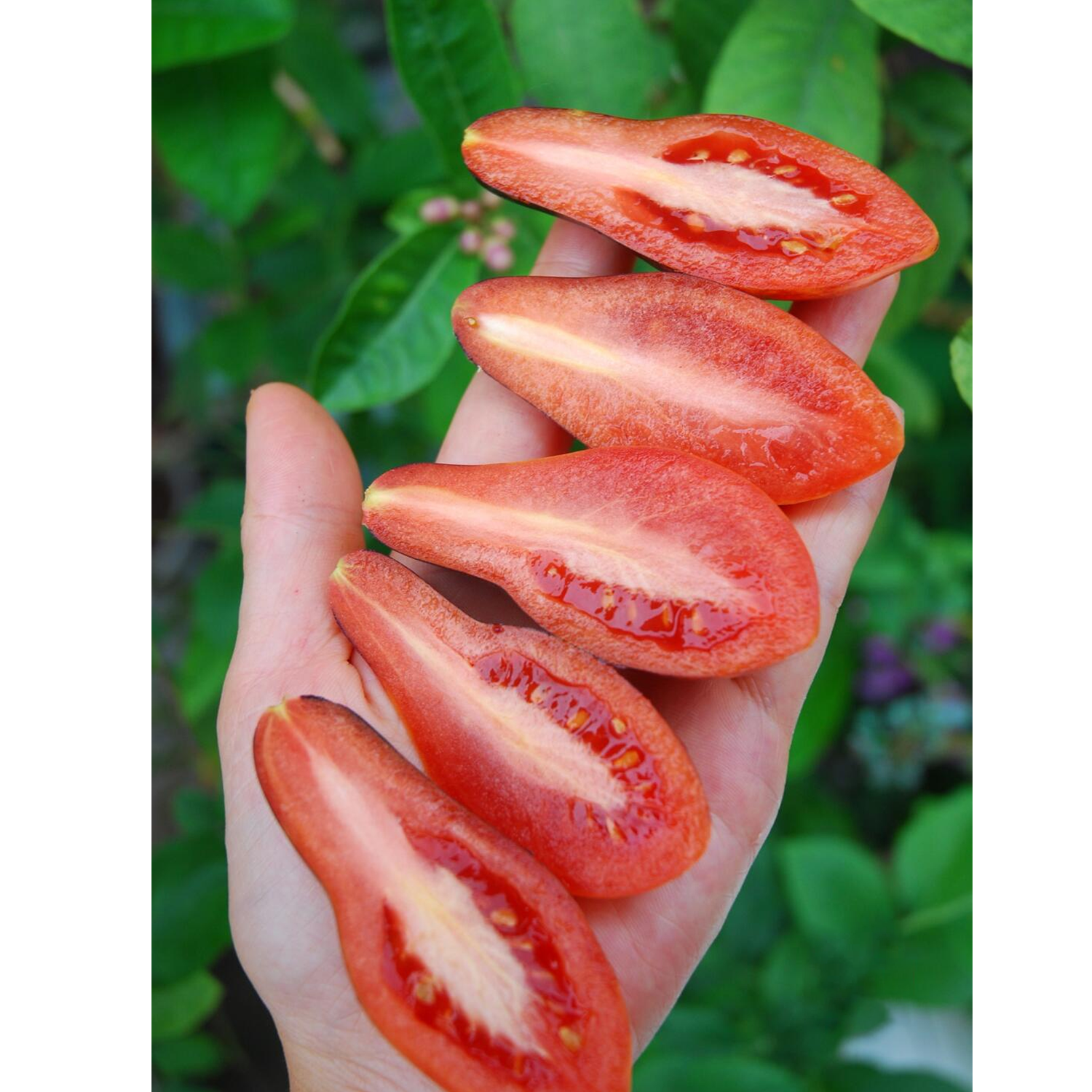 Dwarf Tomato Seeds - Dwarf Pink Leopard Tomato