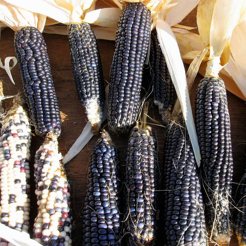 Corn Seeds (Organic) - Black