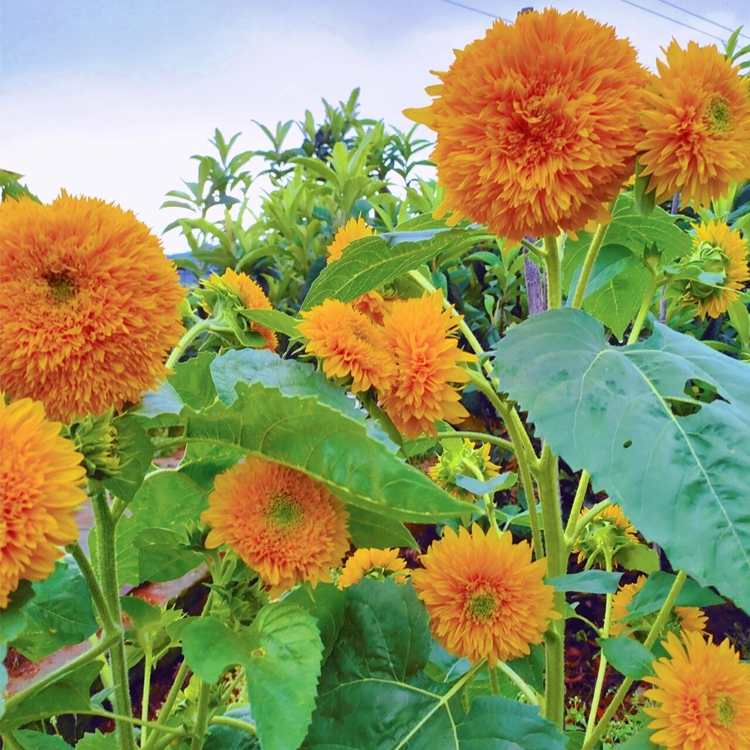 Teddy Bear Sunflower Seeds