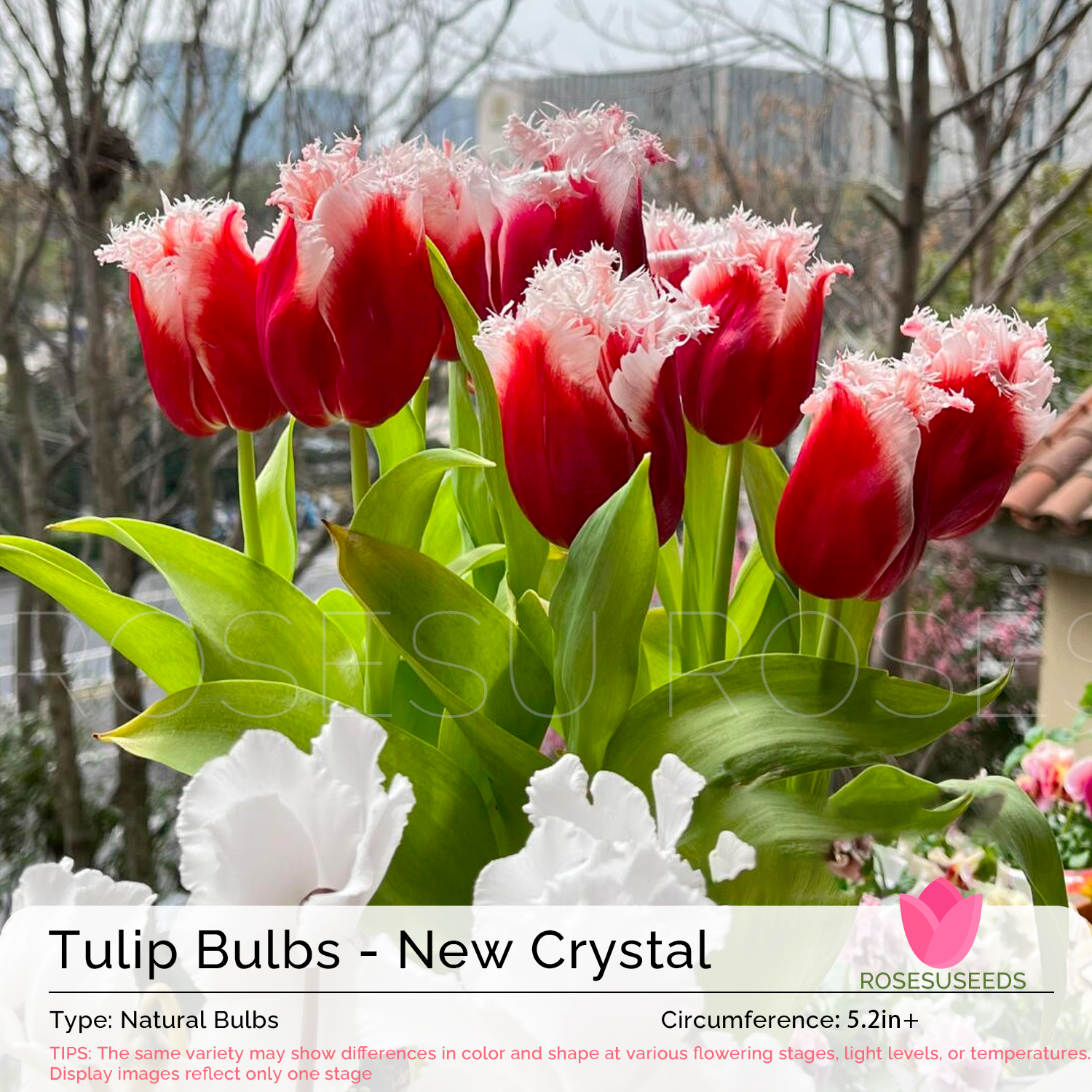 Tulip Bulbs - New Crystal