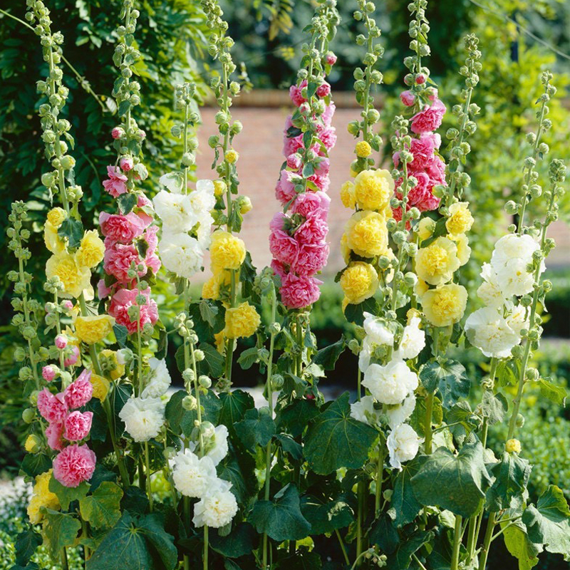 Double Flowered Hollyhock Seeds-500 Pcs / Packet