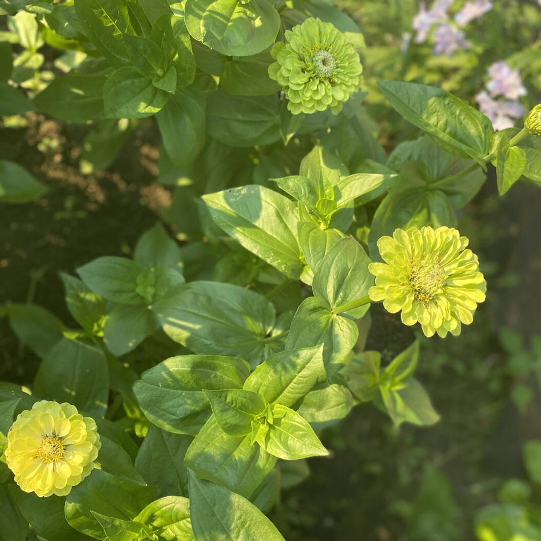 Zinnia Seeds - Envy