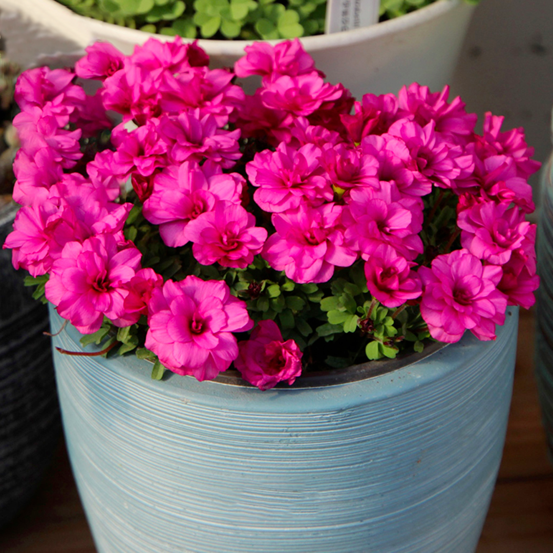 Oxalis - Cut Flower Shamrock