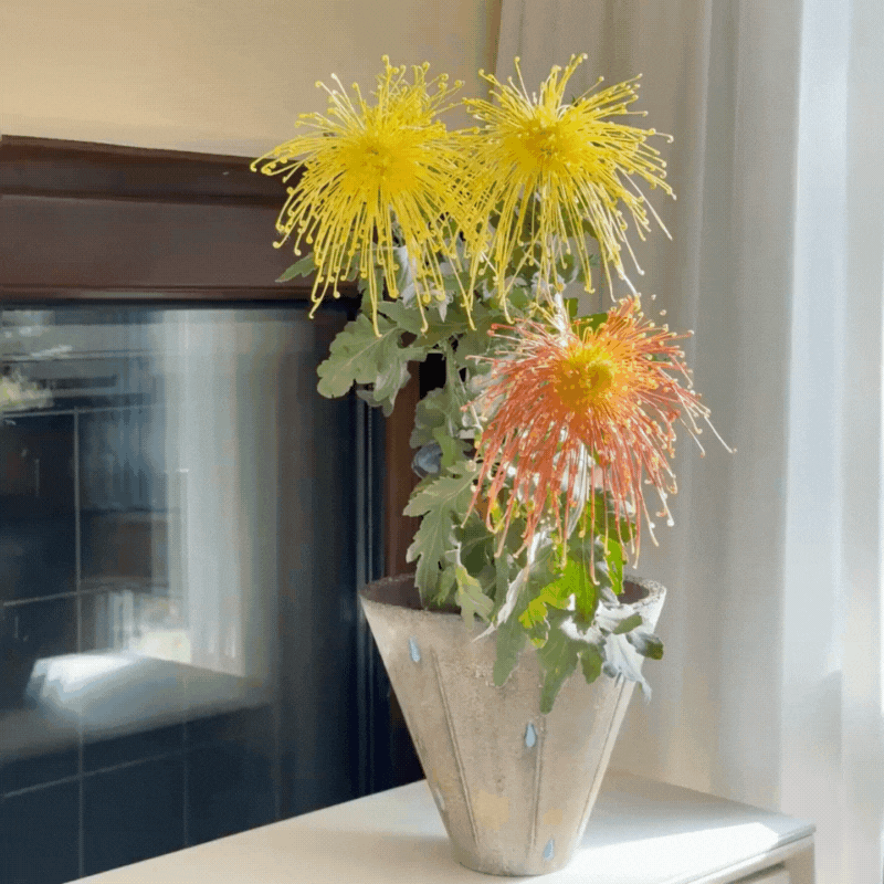 Large-flowered Chrysanthemum