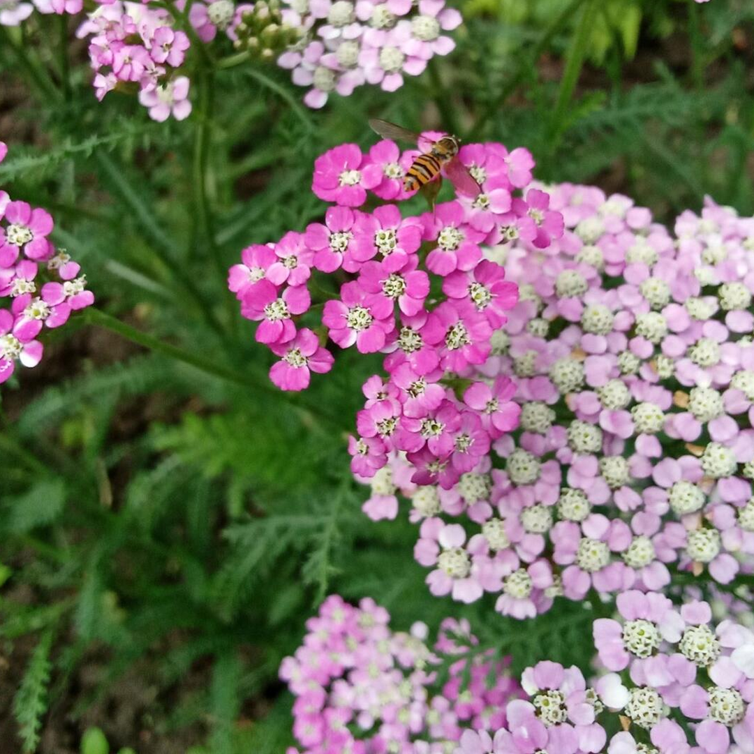 Swamp Milkweed Seeds - Mix