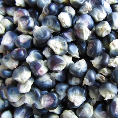 Corn Seeds (Organic) - Black