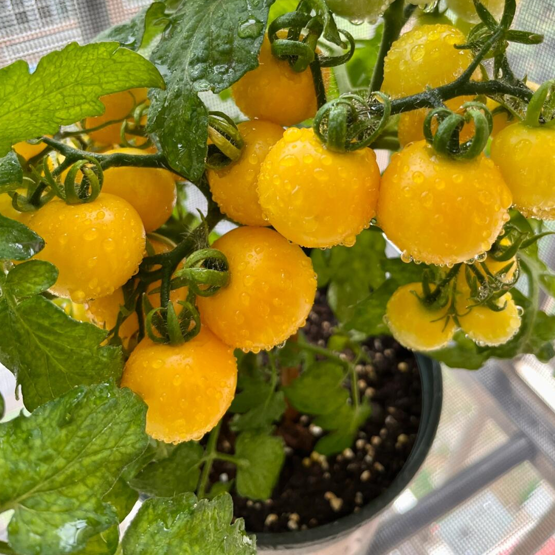 Dwarf Tomatos Seeds